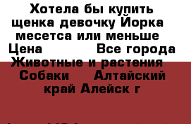 Хотела бы купить щенка девочку Йорка 2 месетса или меньше › Цена ­ 5 000 - Все города Животные и растения » Собаки   . Алтайский край,Алейск г.